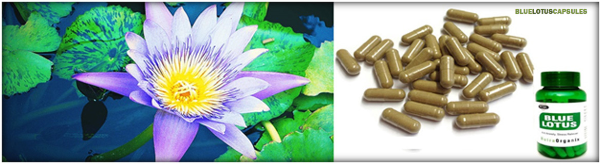 Why You Should Purchase Blue Lotus For Sleep
